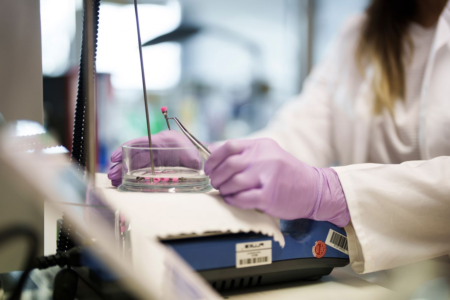 Person with purple gloves examines pink sample in petri dish.